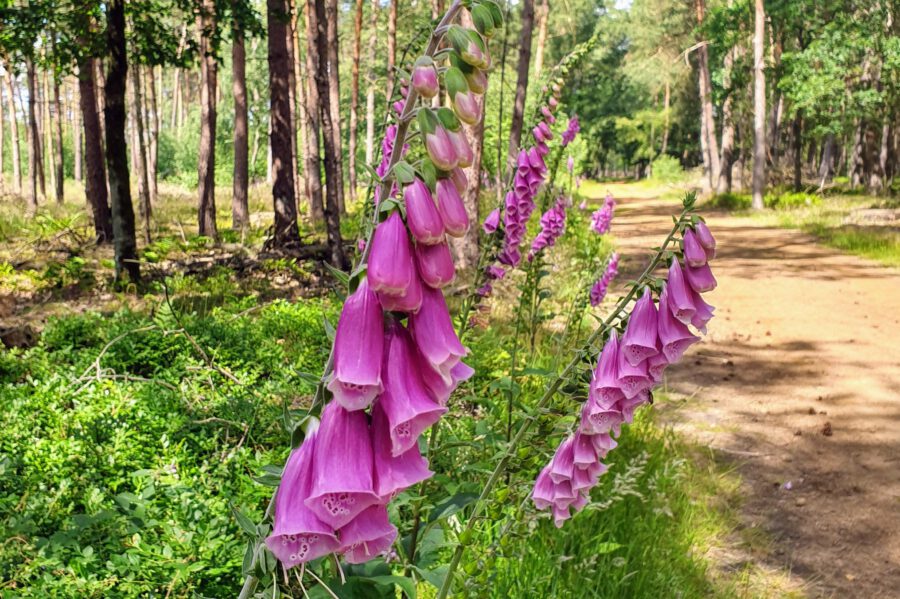 Wandern am Niederrhein